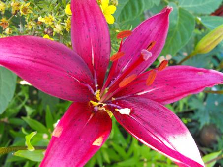 Pink Flower