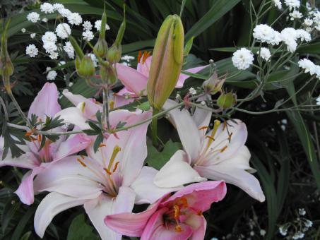 Pink Flower