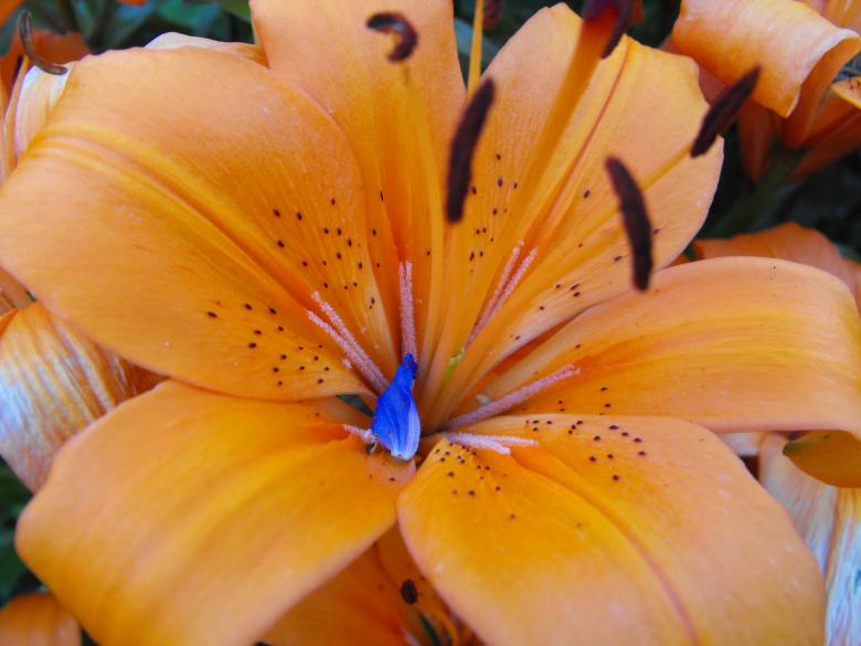 Free stock image of Orange Flower created by Kyla M