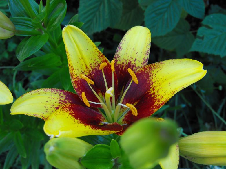 Free stock image of Yellow Flower created by Kyla M