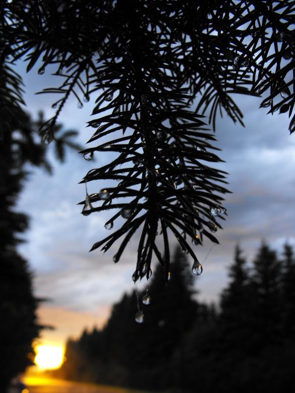 Free stock image of Woods at dusk created by Kyla M