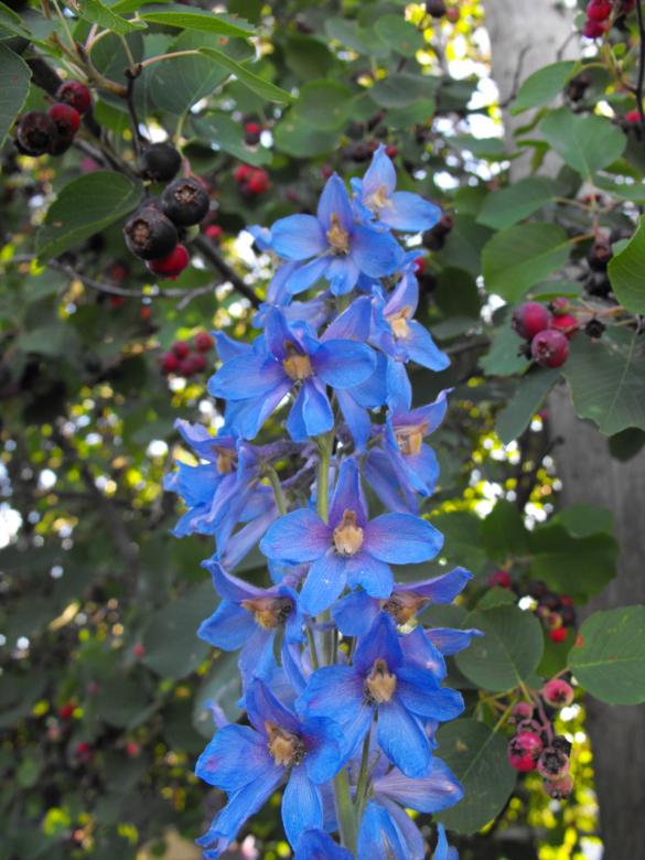 Free stock image of Blue Flowers created by Kyla M