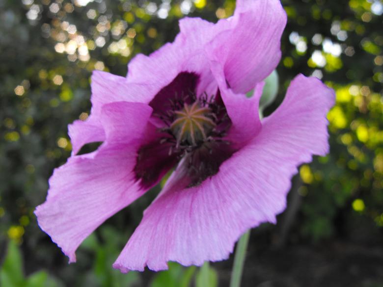 Free stock image of Pink Flower created by Kyla M