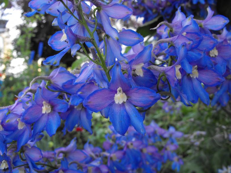 Free stock image of Blue Flowers created by Kyla M