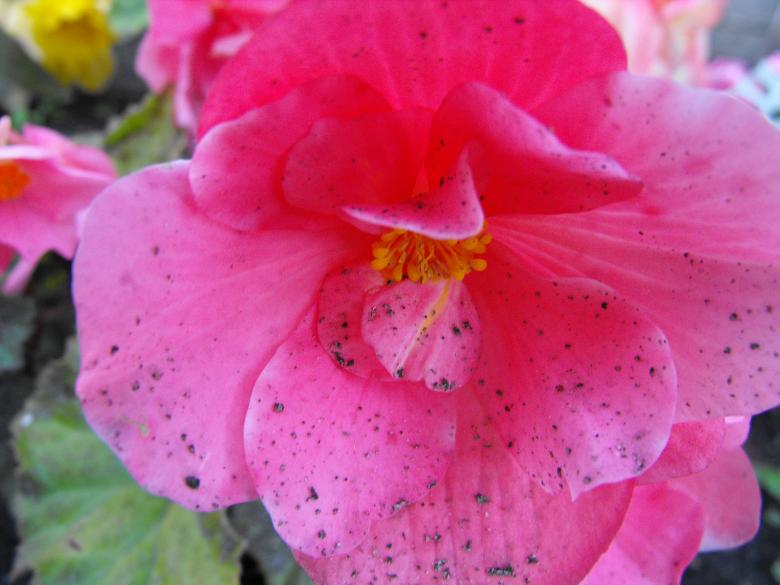 Free stock image of Pink Flower created by Kyla M