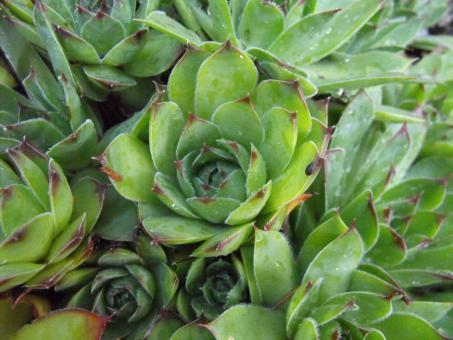 Sprouts - Free Stock Photo
