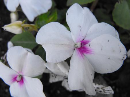 White Flower