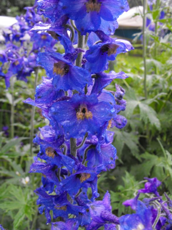 Free stock image of Blue and purple flower created by Kyla M