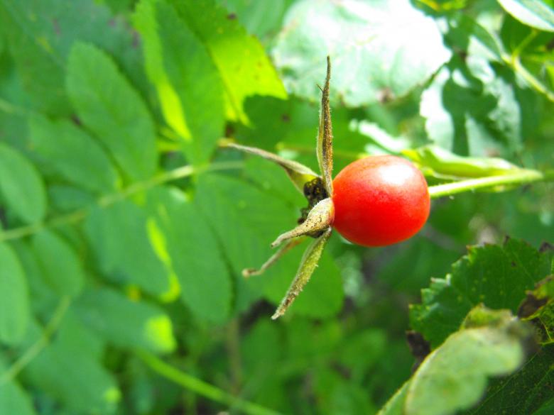 Free stock image of Red Seed created by Kyla M