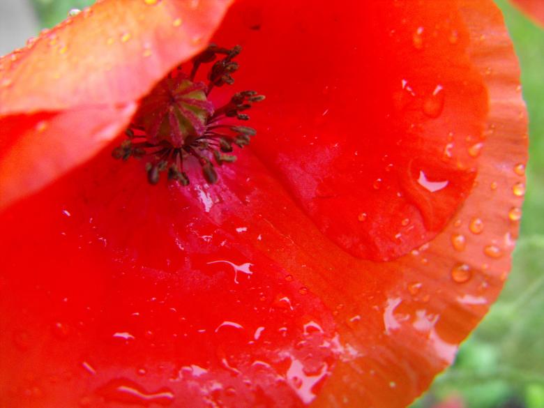 Free stock image of Red Flower created by Kyla M
