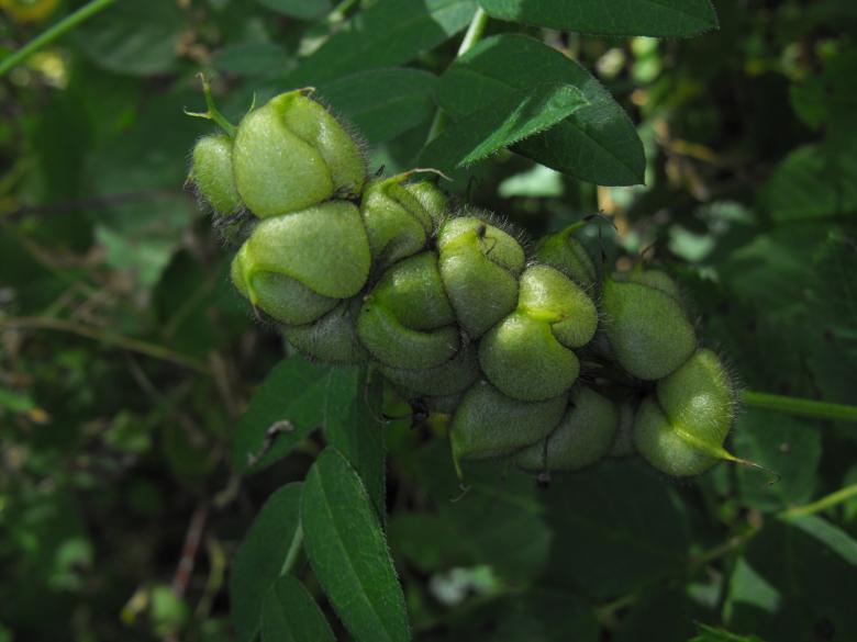 Free stock image of Green Seeds created by Kyla M