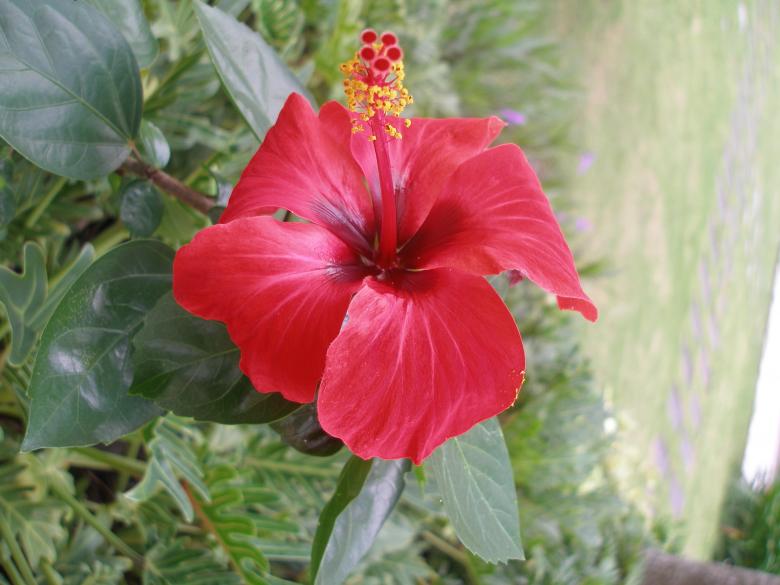 Free stock image of Flower beautiful created by Nguyen Thao