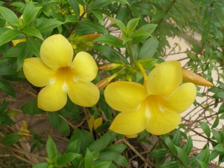 Flower beautiful