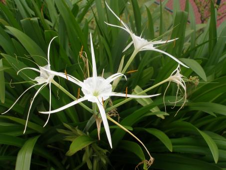 Flower beautiful