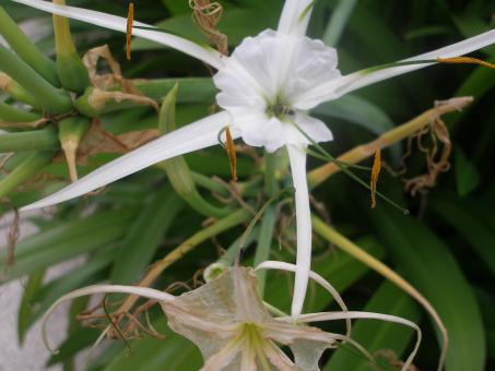 Flower beautiful