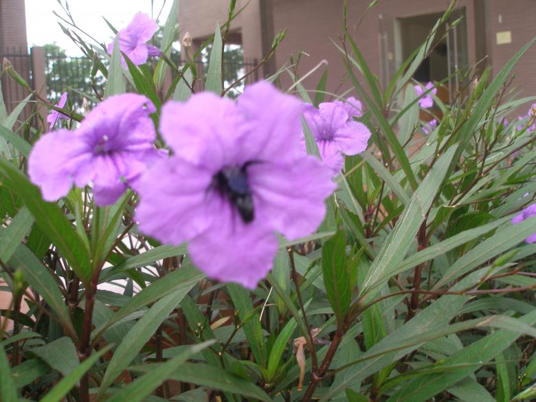 Free stock image of Flower beautiful created by Nguyen Thao