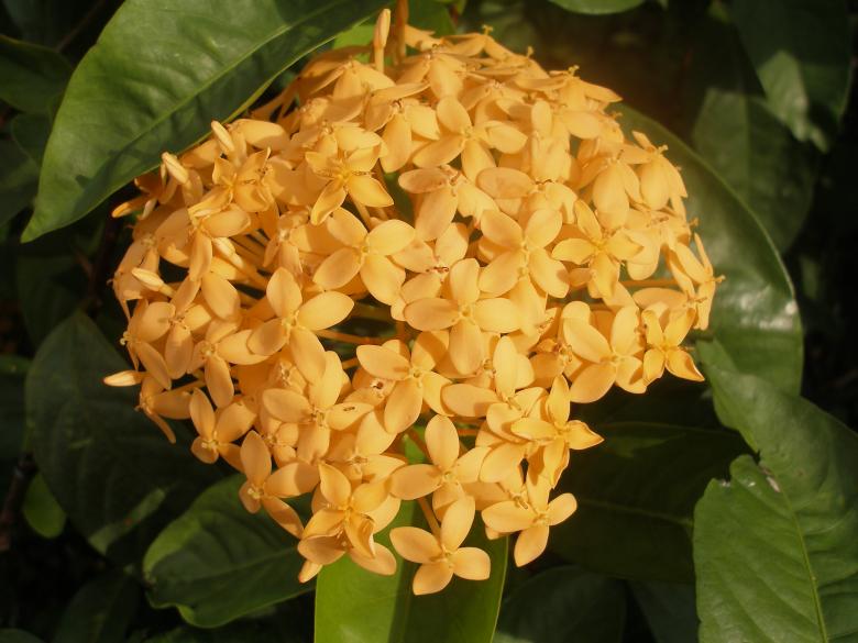 Free stock image of Flower beautiful created by Nguyen Thao