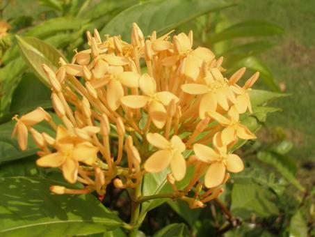 Flower beauty