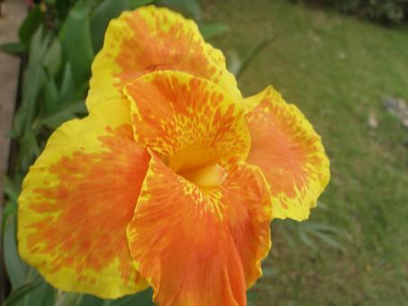 Flower beautiful