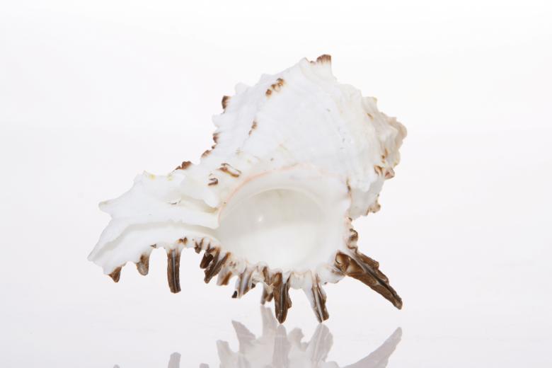 Free stock image of Seashell  created by 2happy