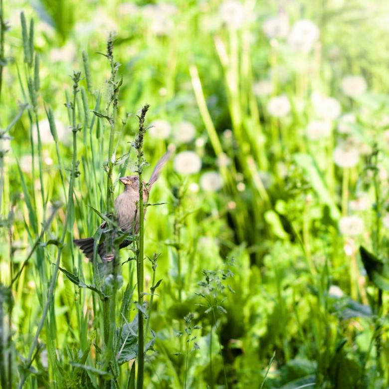 Free stock image of bird  created by 2happy
