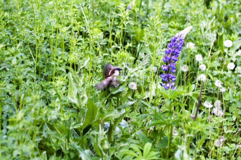 Free stock image of bird  created by 2happy