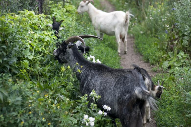 Free stock image of Goat created by 2happy