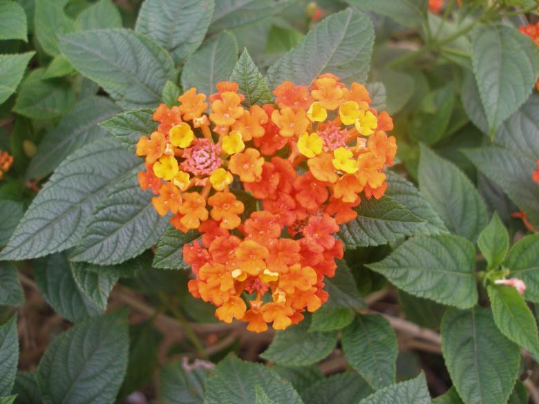 Free stock image of Heart flower created by Nguyen Thao