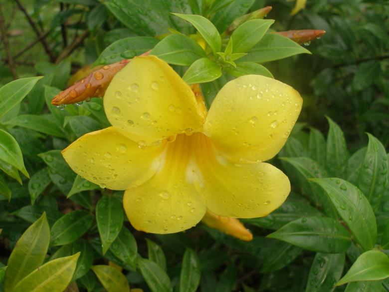Free stock image of Yellow Flower created by Nguyen Thao