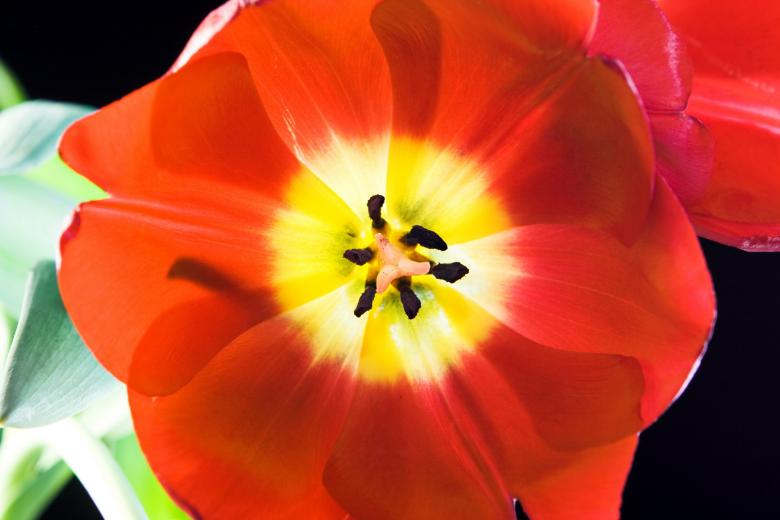 Free stock image of tulip  created by 2happy