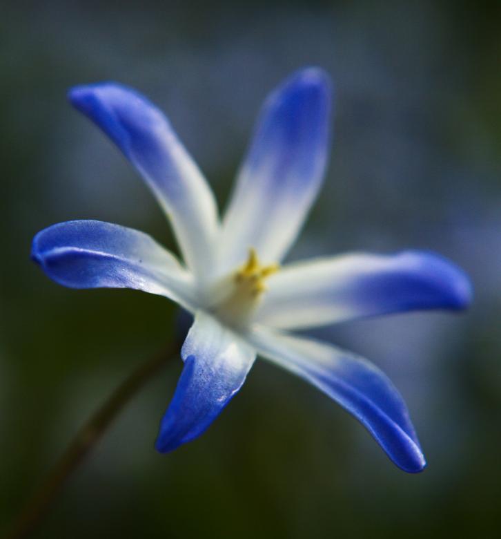 Free stock image of Blue Chionodoxia created by Jason Clark