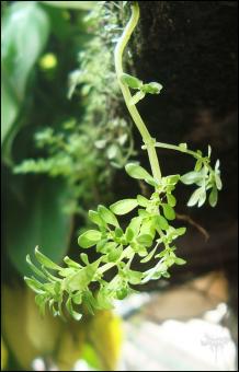 Green vine - Free Stock Photo