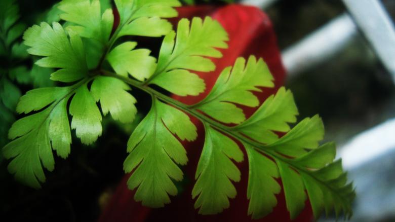 Free stock image of Green Plant created by RIC ALTEA