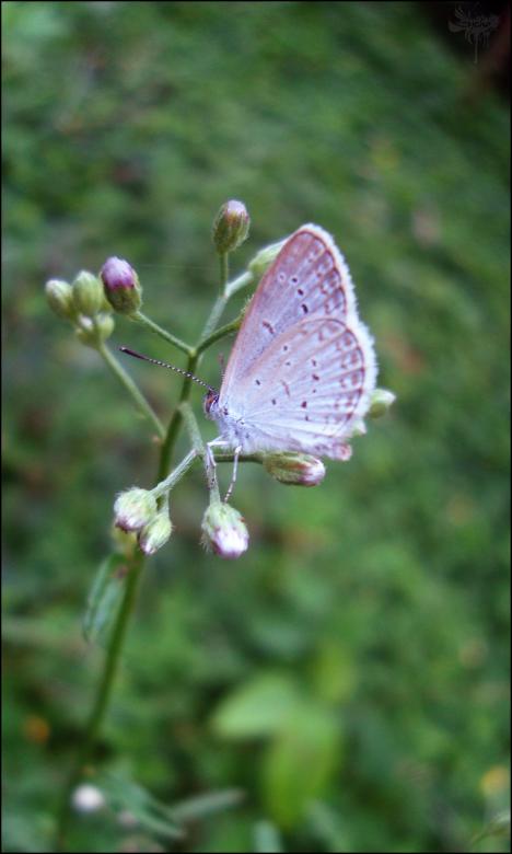 Free stock image of Butterfly created by RIC ALTEA