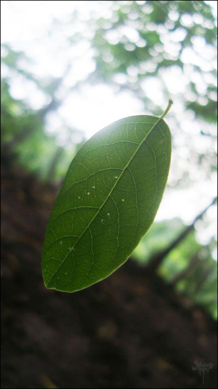 Free stock image of Green Leaf created by RIC ALTEA
