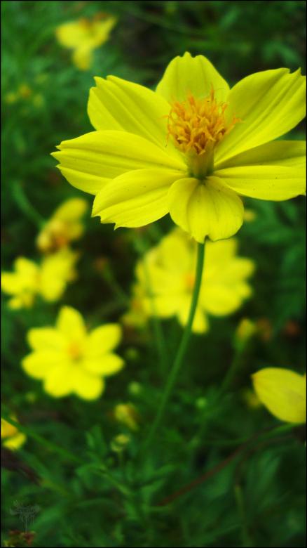 Free stock image of Yellow Flowers created by RIC ALTEA