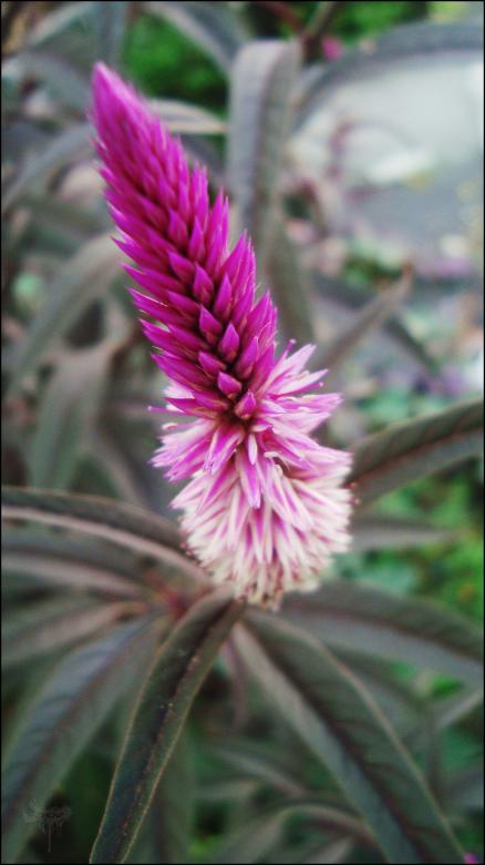 Free stock image of Pink Flower created by RIC ALTEA