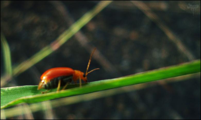 Free stock image of Red Beetle created by RIC ALTEA