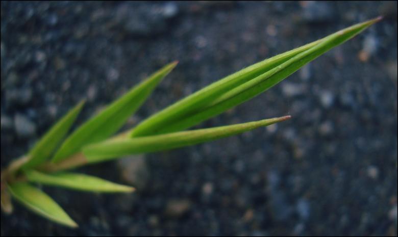 Free stock image of Green Plant created by RIC ALTEA