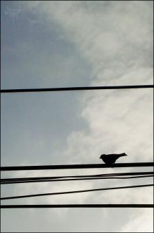 Bird on cable - Free Stock Photo