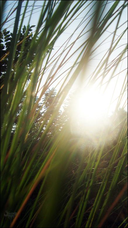 Free stock image of Tall Grass created by RIC ALTEA