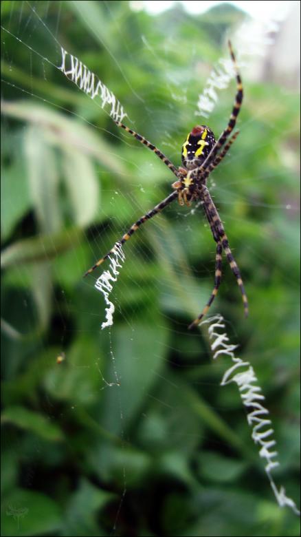 Free stock image of Spider created by RIC ALTEA
