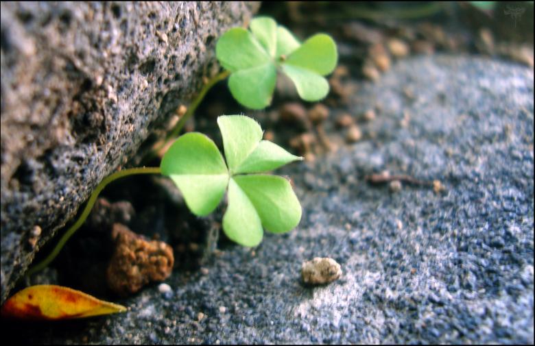 Free stock image of Green Plants created by RIC ALTEA