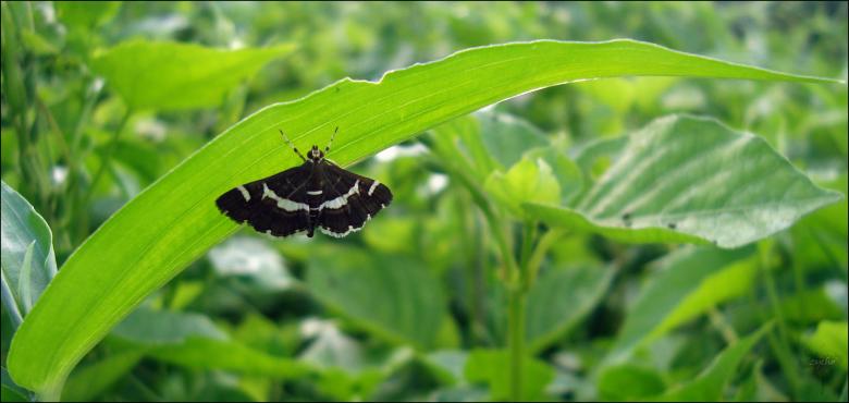 Free stock image of Dark butterfly created by RIC ALTEA