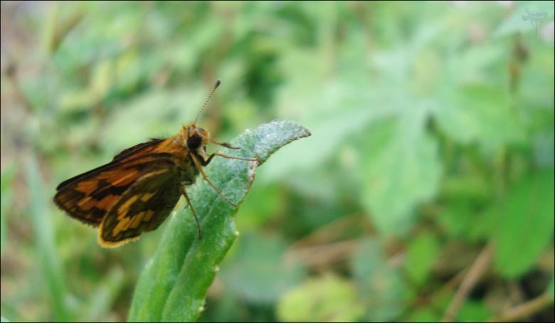 Free stock image of Butterfly created by RIC ALTEA