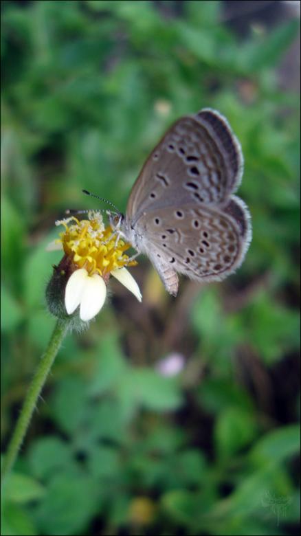 Free stock image of Butterfly created by RIC ALTEA