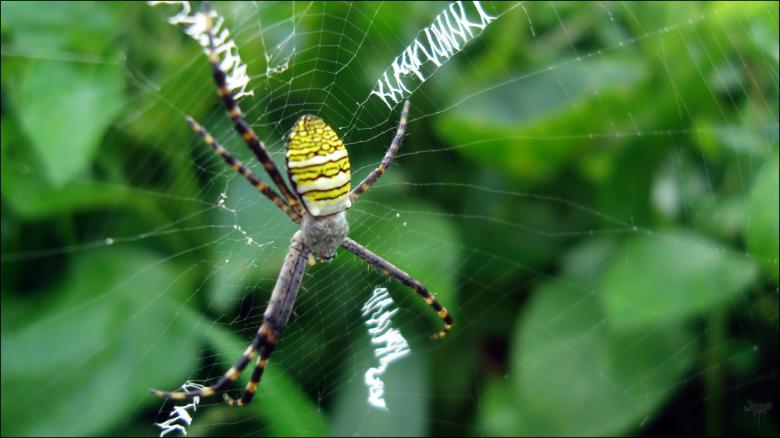 Free stock image of Spider created by RIC ALTEA