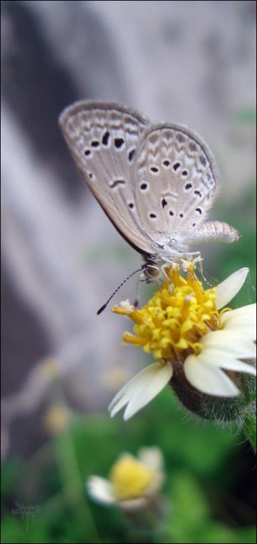 Free stock image of Butterfly created by RIC ALTEA
