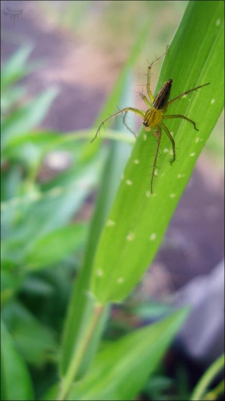 Free stock image of Spider created by RIC ALTEA