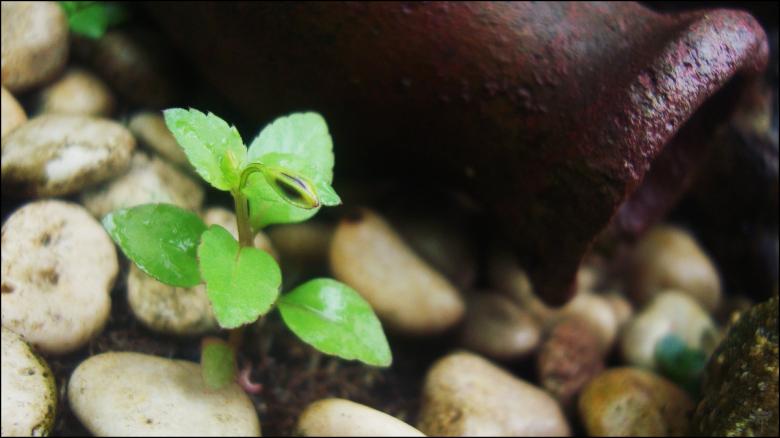 Free stock image of Green Plant created by RIC ALTEA